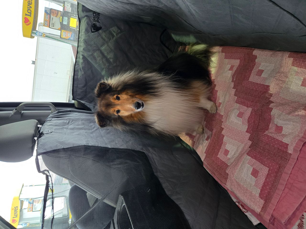 Pet travel photo 1