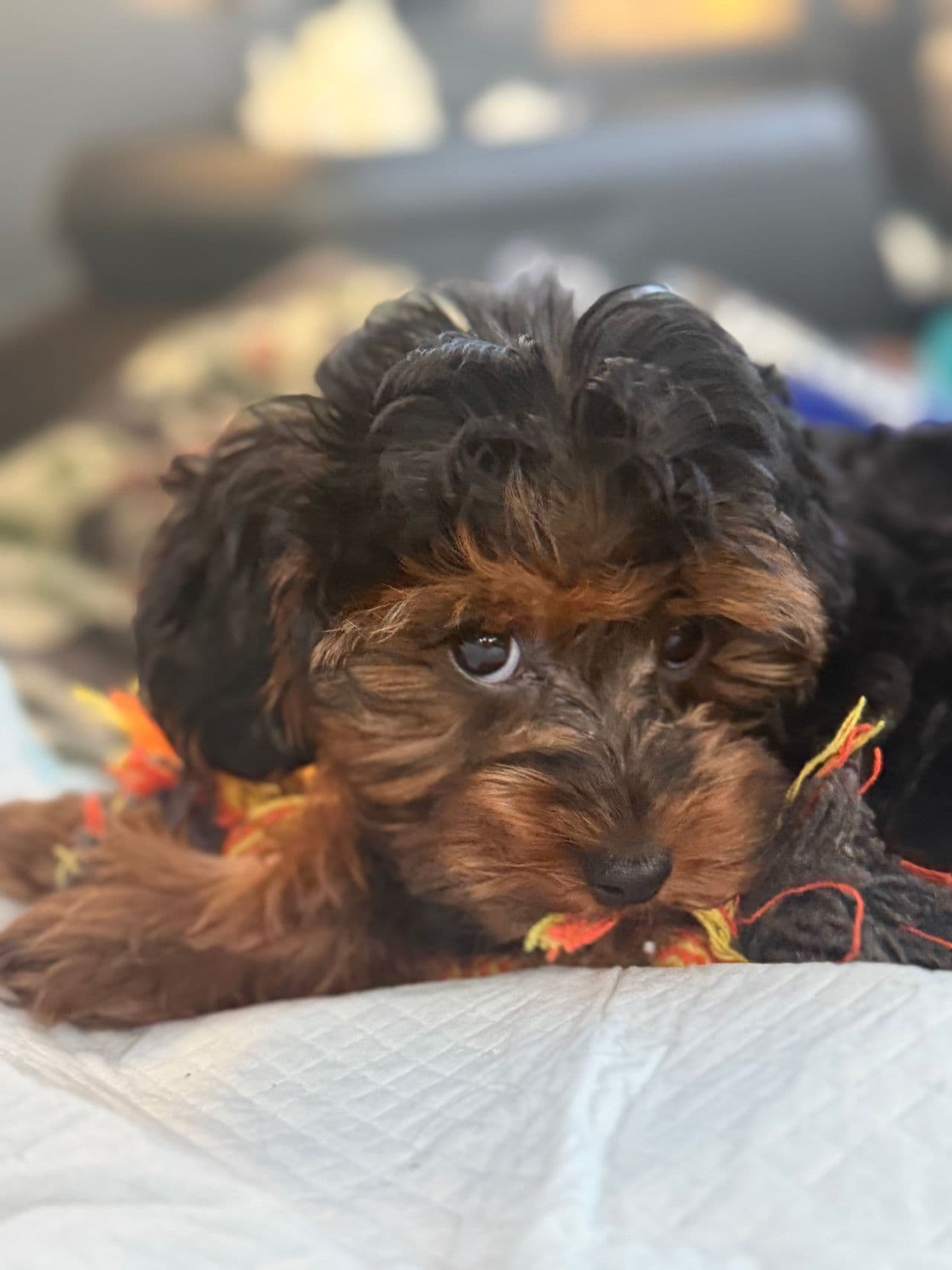 Pet travel photo 5