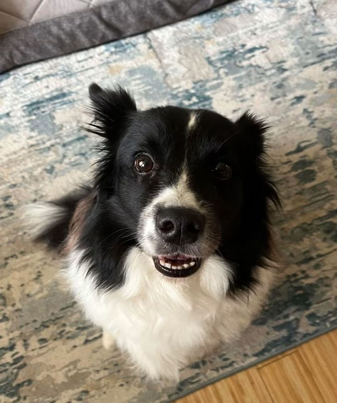 Pet travel photo 3
