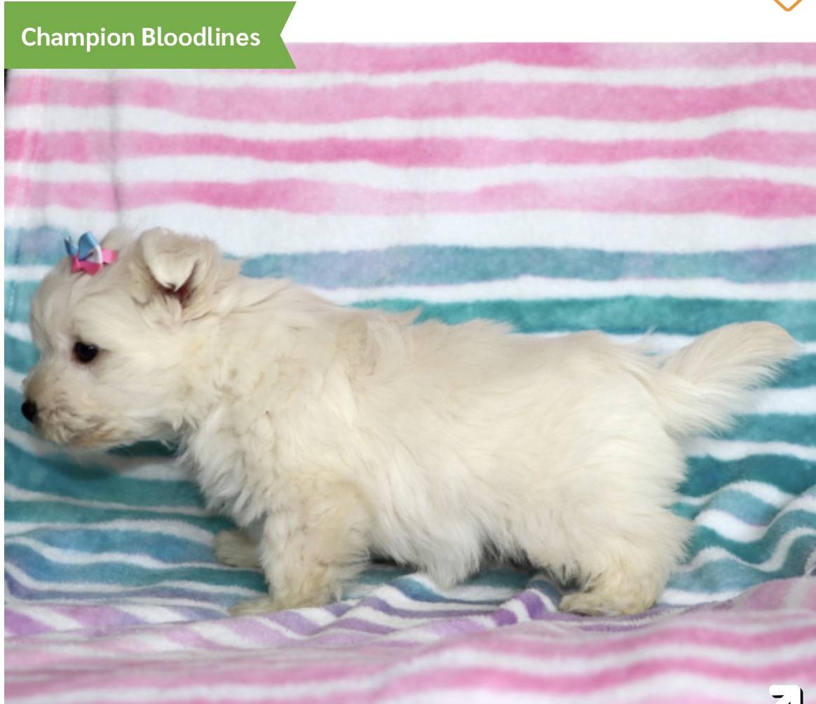 West Highland White Terrier named Princess Pickles