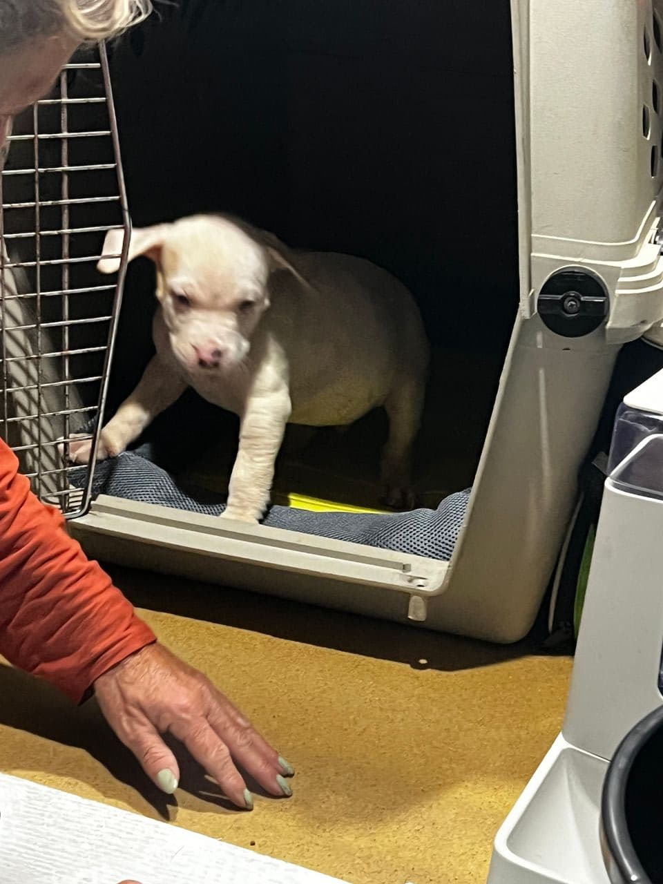 Pet travel photo 2