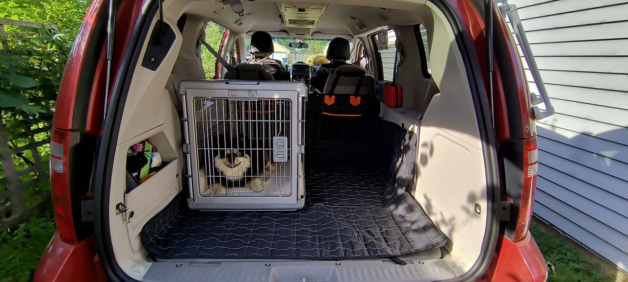 Pet travel photo 5