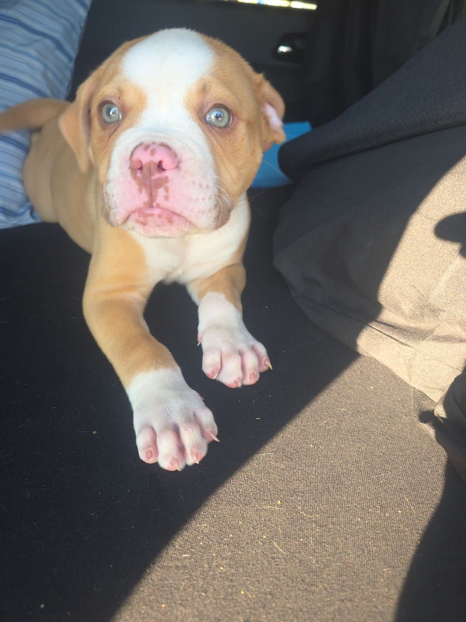Pet travel photo 4