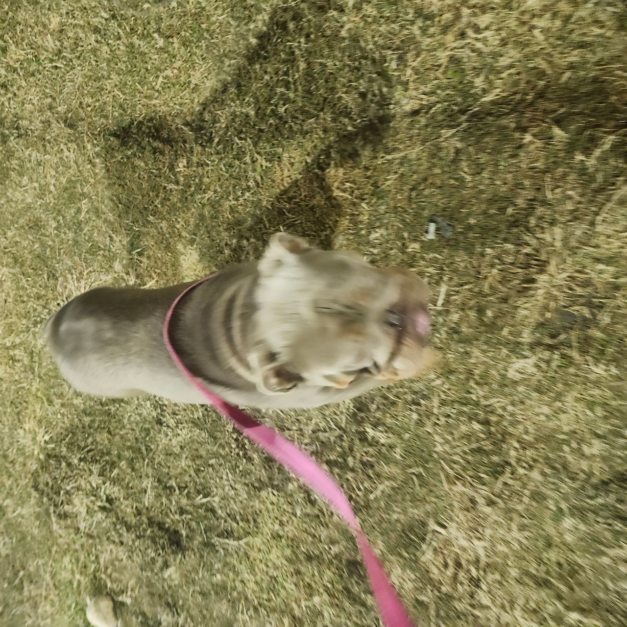 Pet travel photo 2