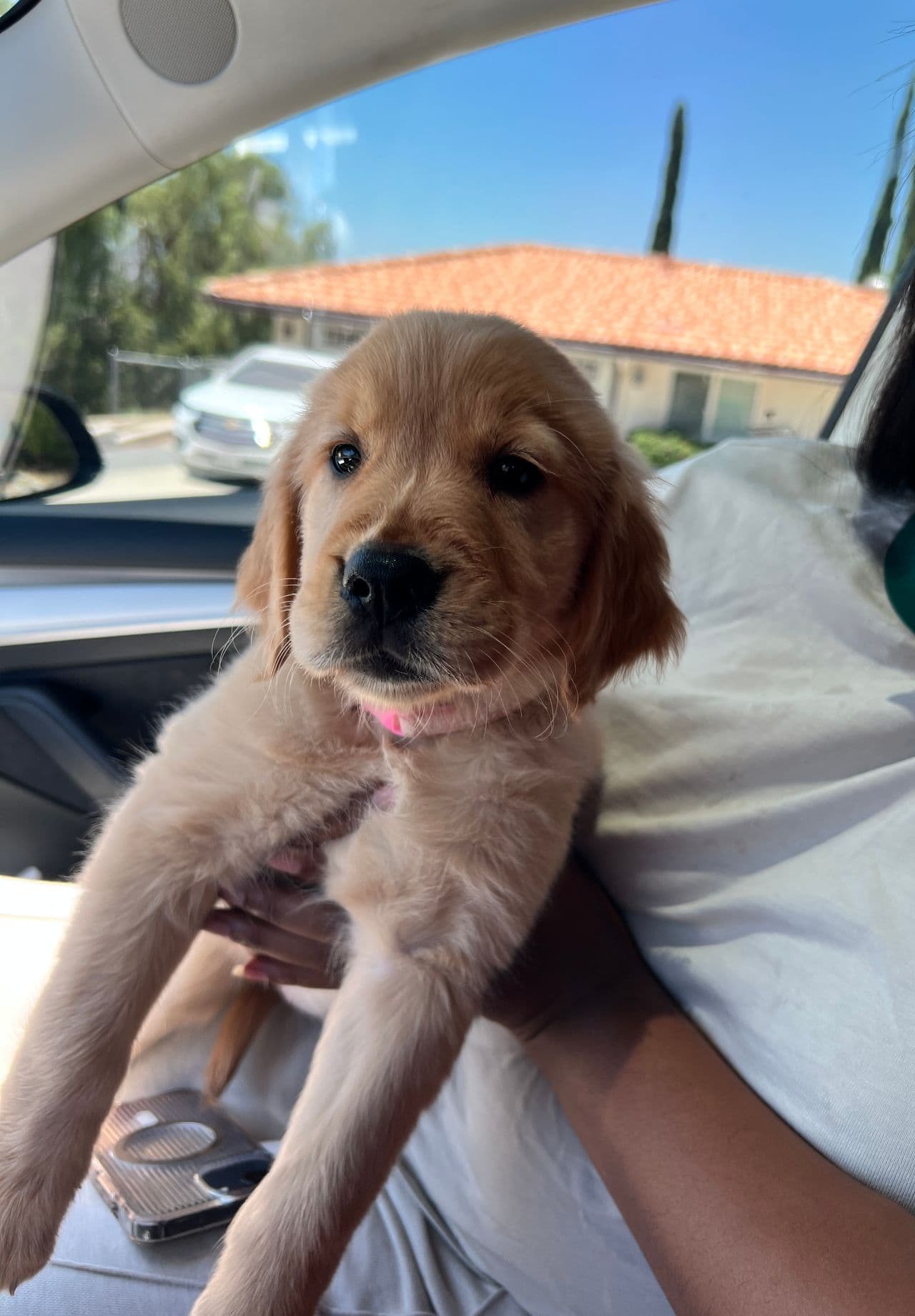 Pet travel photo 3