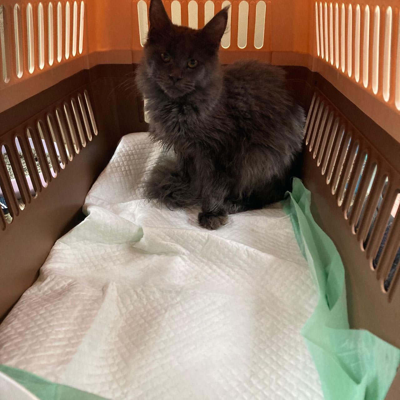 Pet travel photo 5