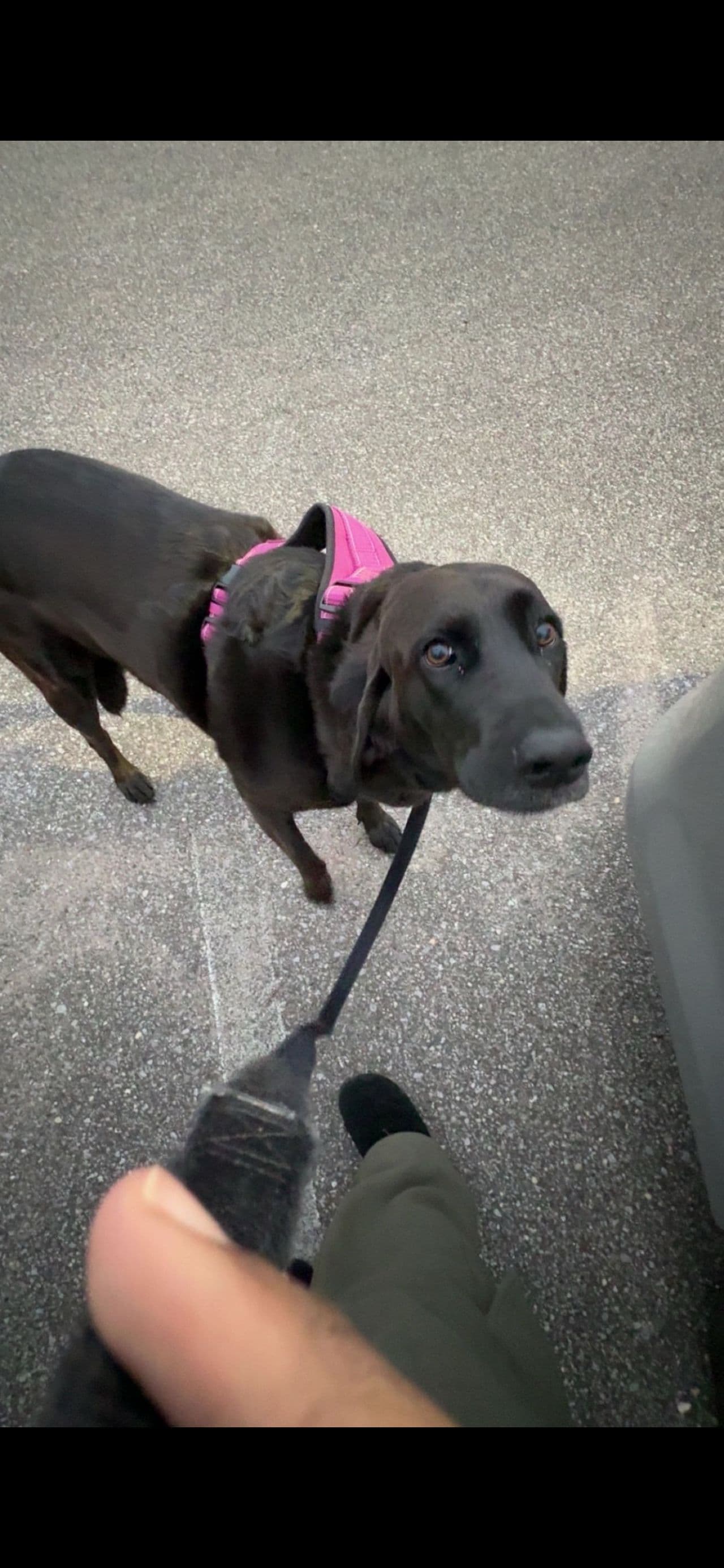 Pet travel photo 3