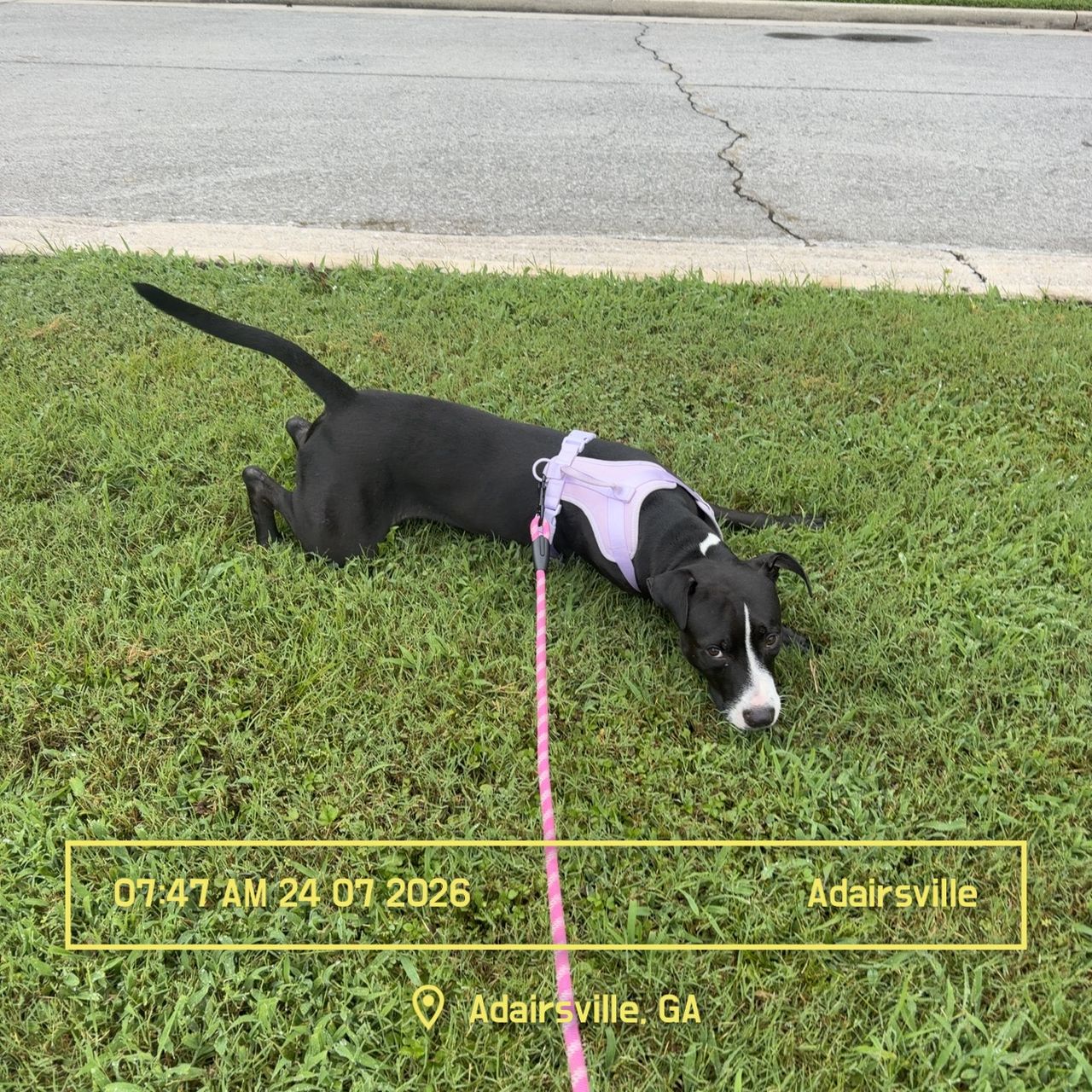 Pet travel photo 2