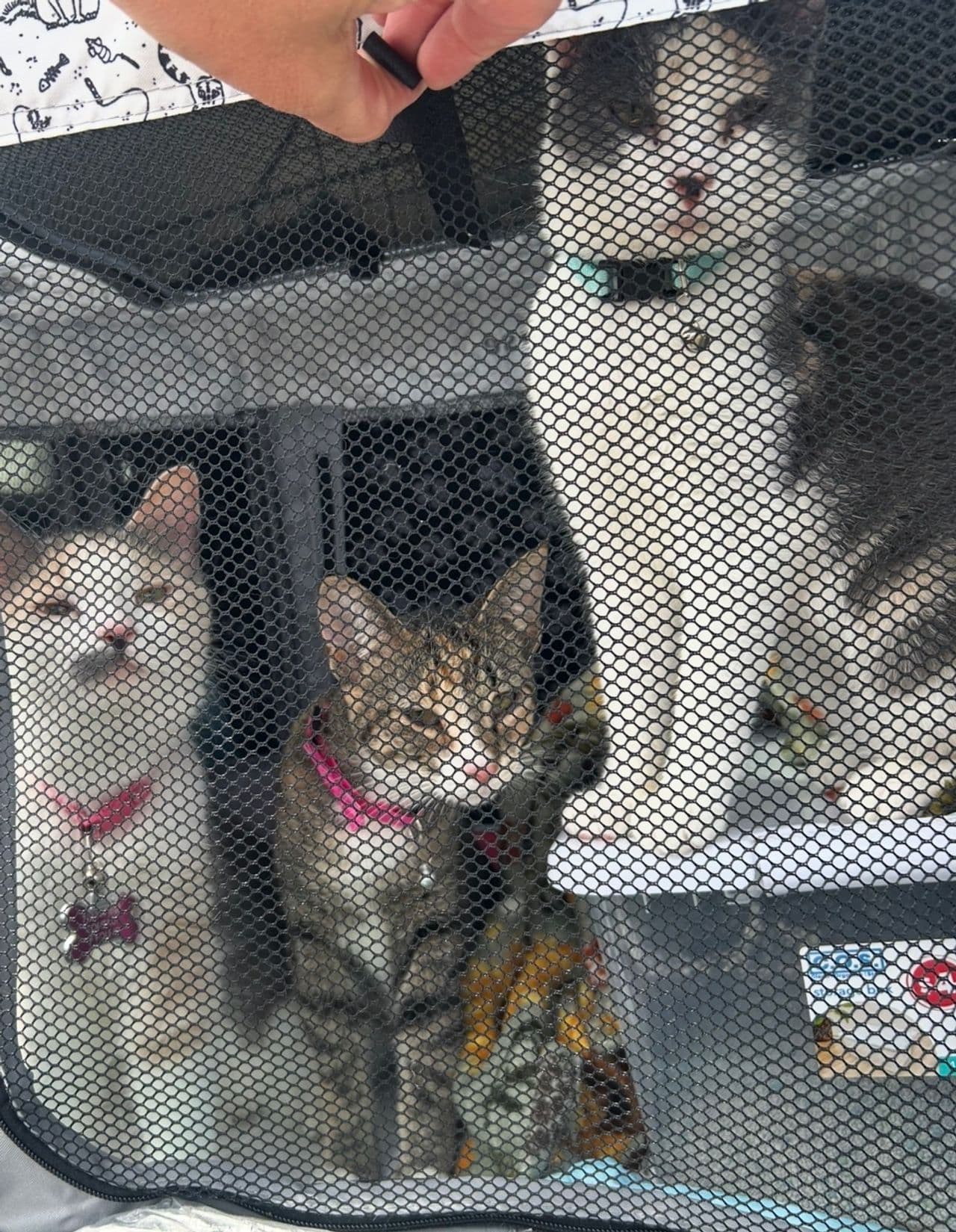 Pet travel photo 1