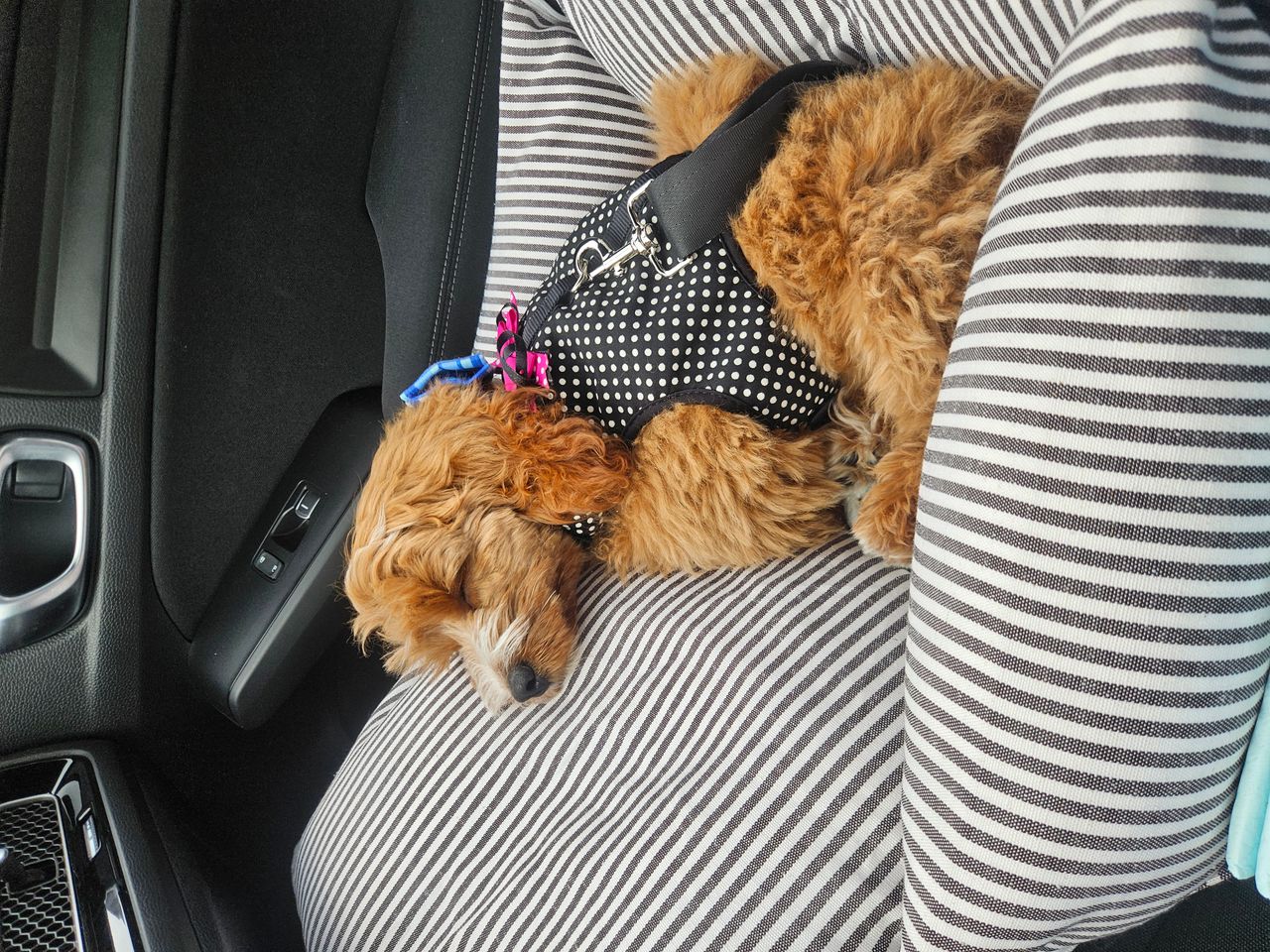 Pet travel photo 5