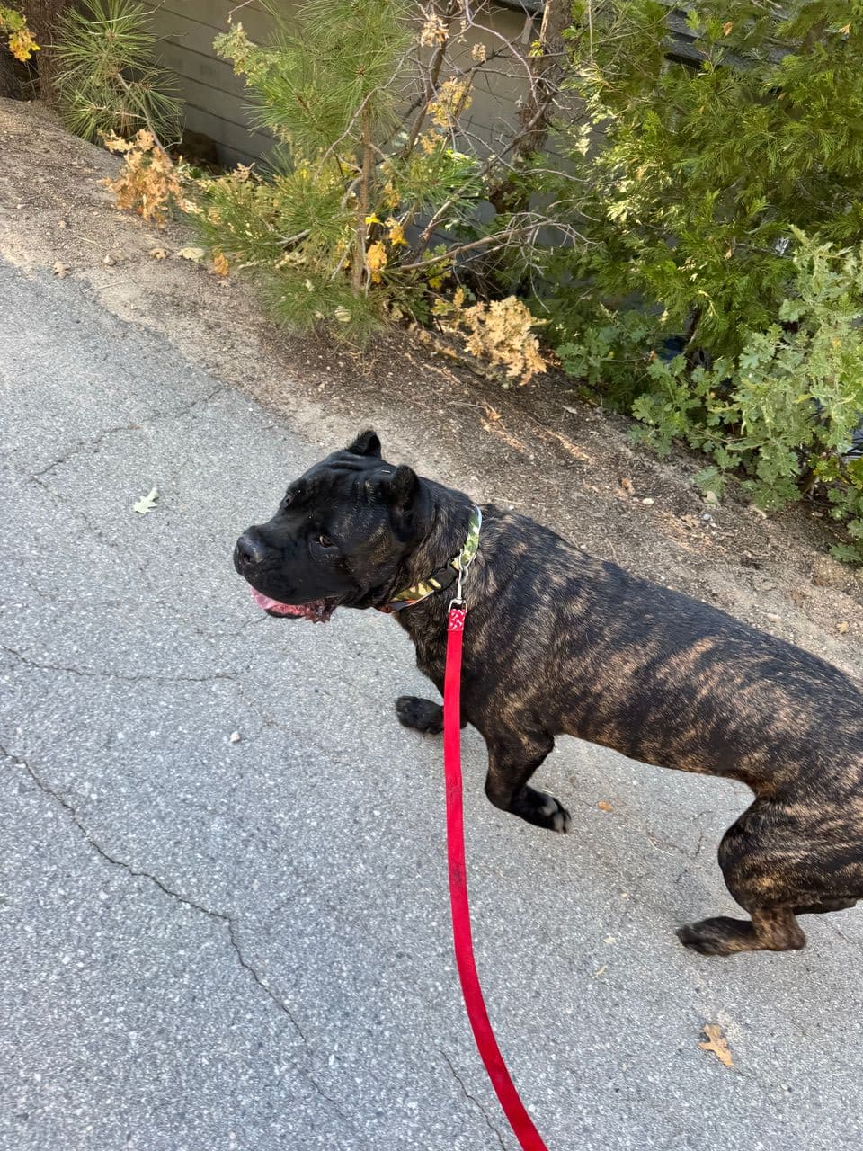Pet travel photo 6