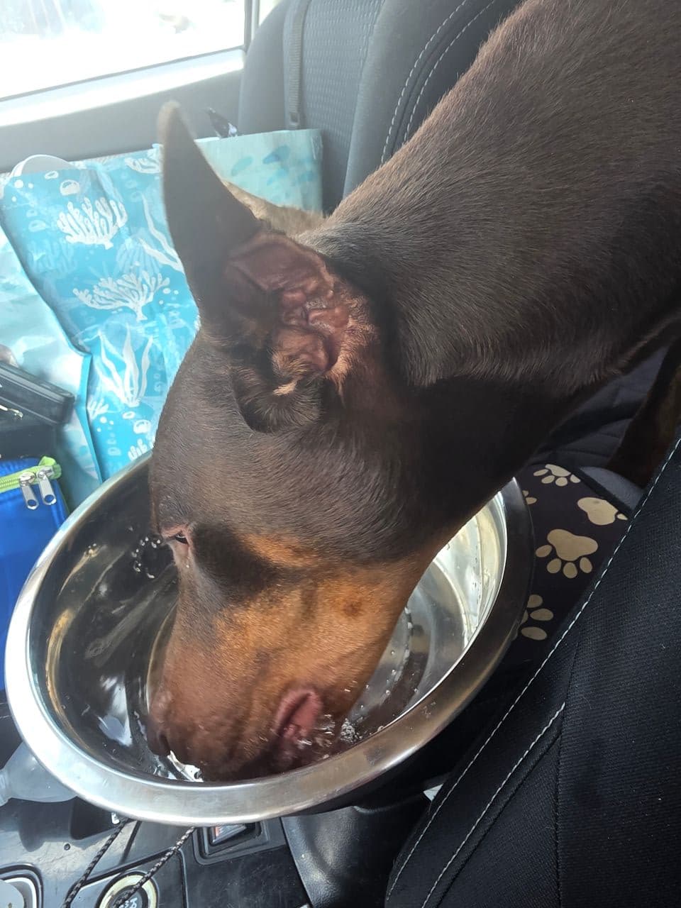 Pet travel photo 1