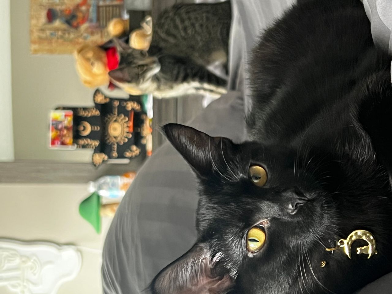 Pet travel photo 3