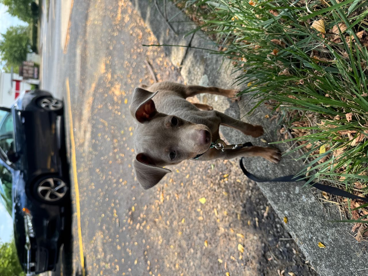 Pet travel photo 1