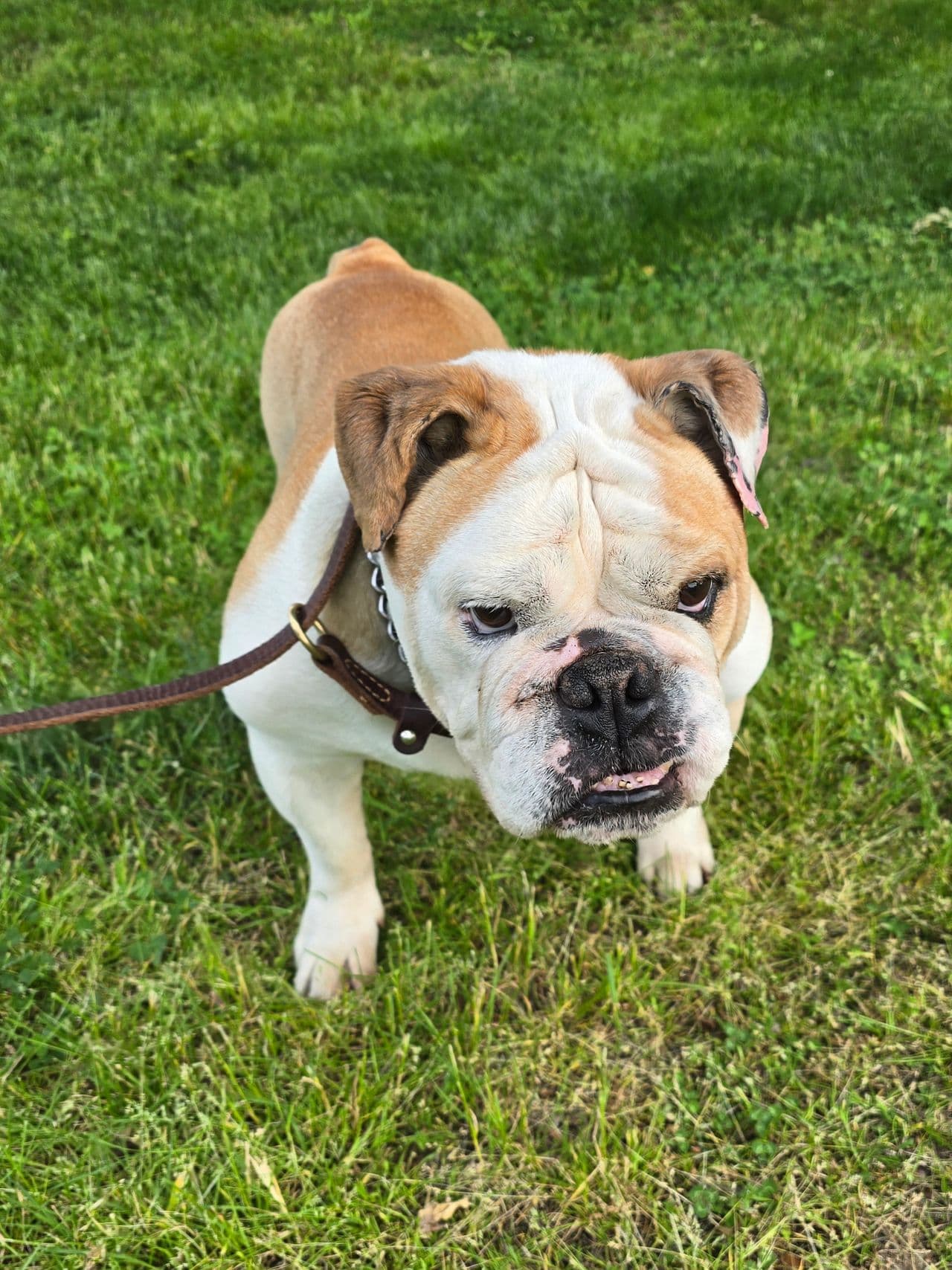 Pet travel photo 4