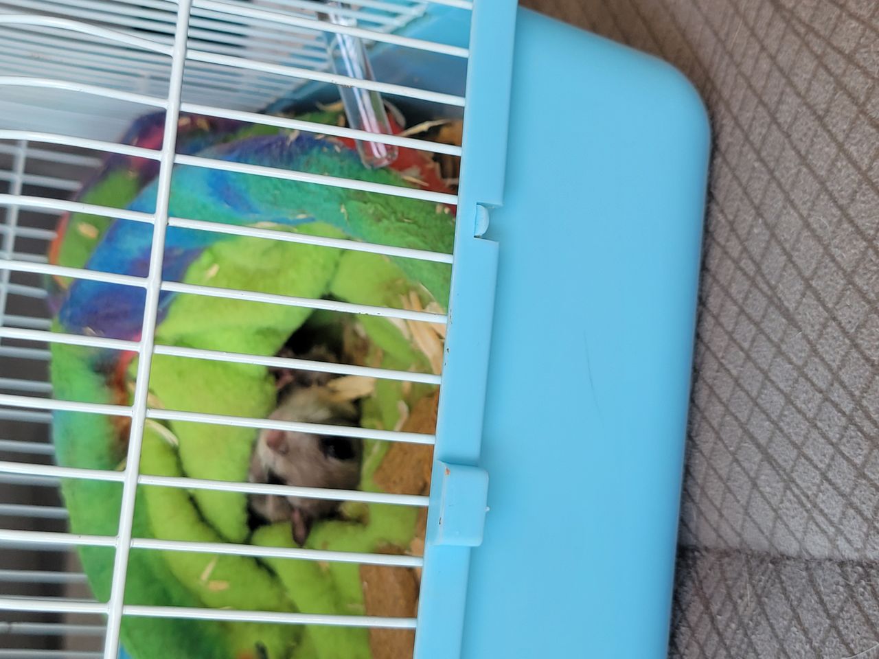 Pet travel photo 3