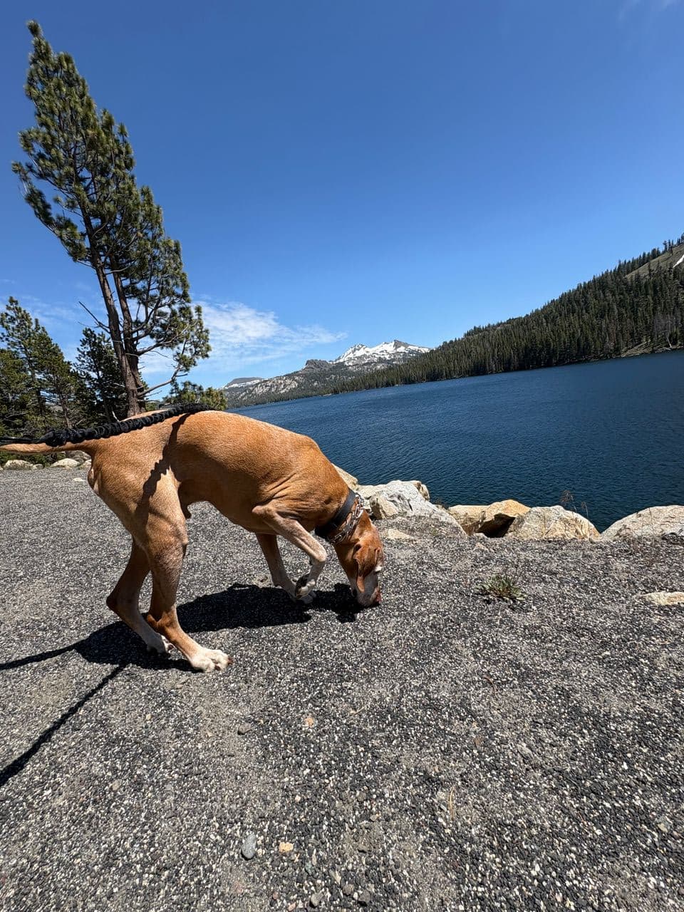 Pet travel photo 4