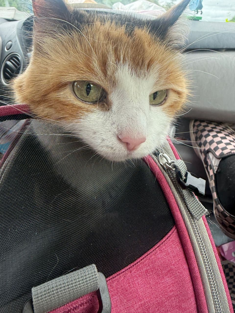Pet travel photo 5