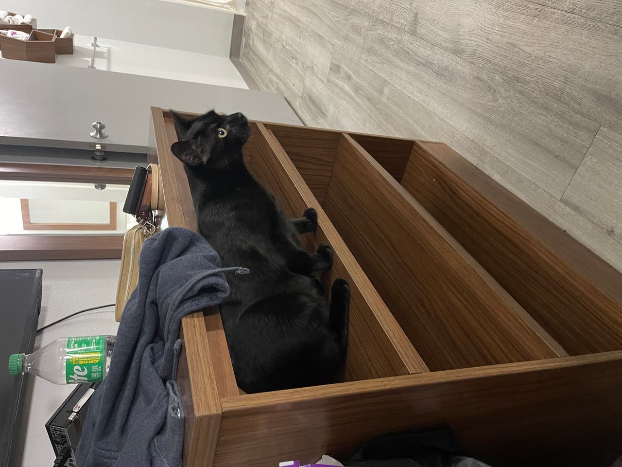 Pet travel photo 5