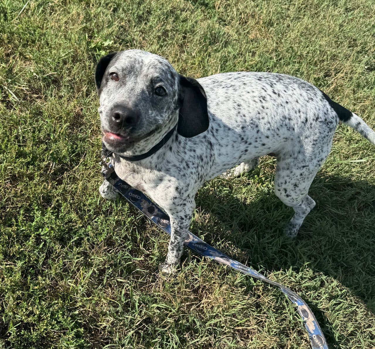 Pet travel photo 3