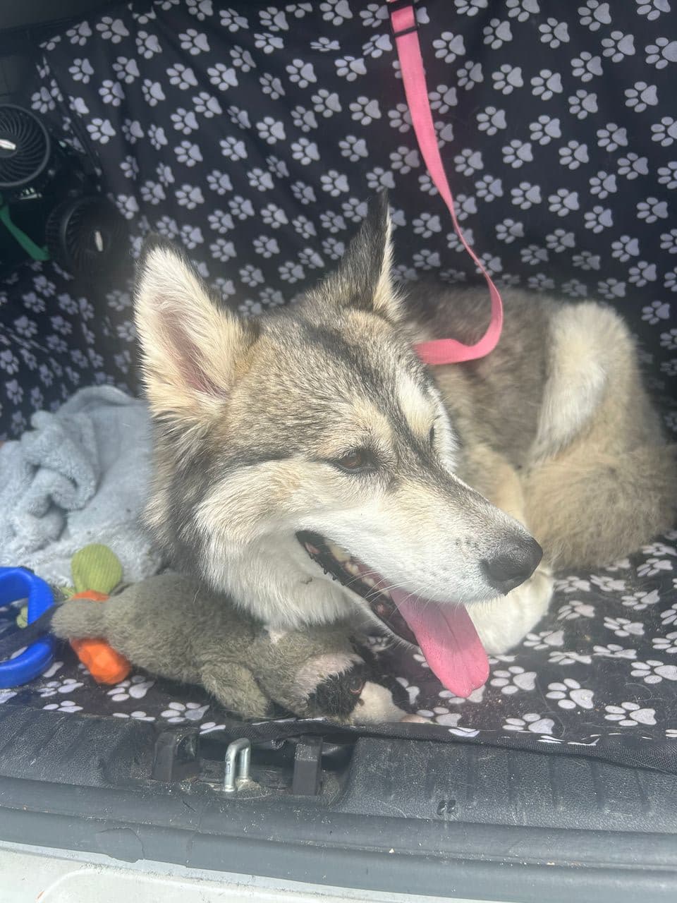 Pet travel photo 6