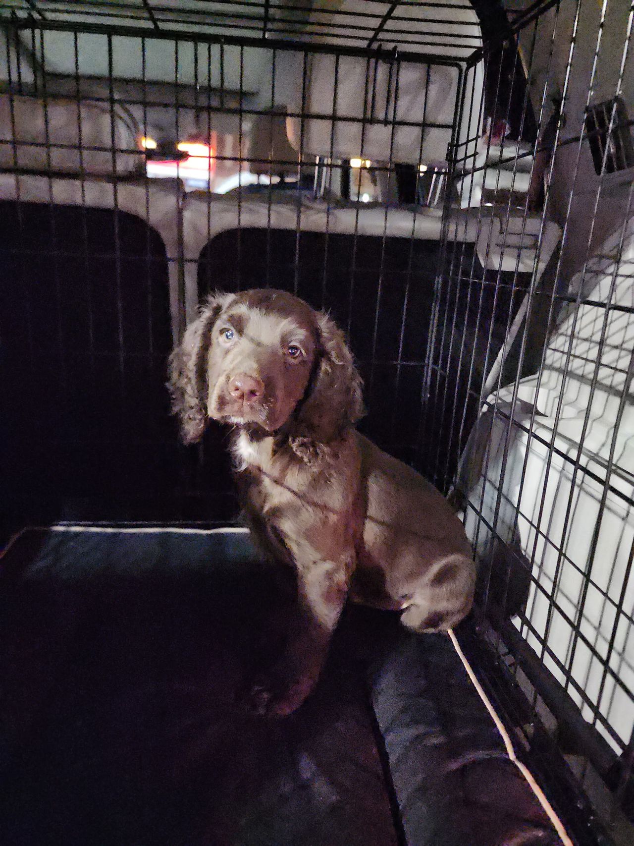 Pet travel photo 3