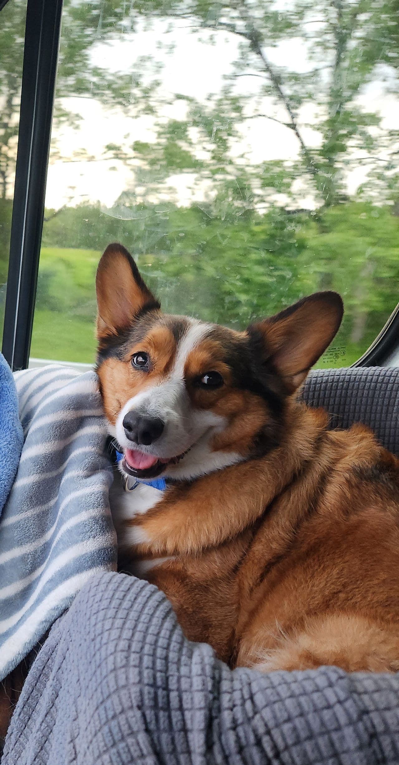 Pet travel photo 3