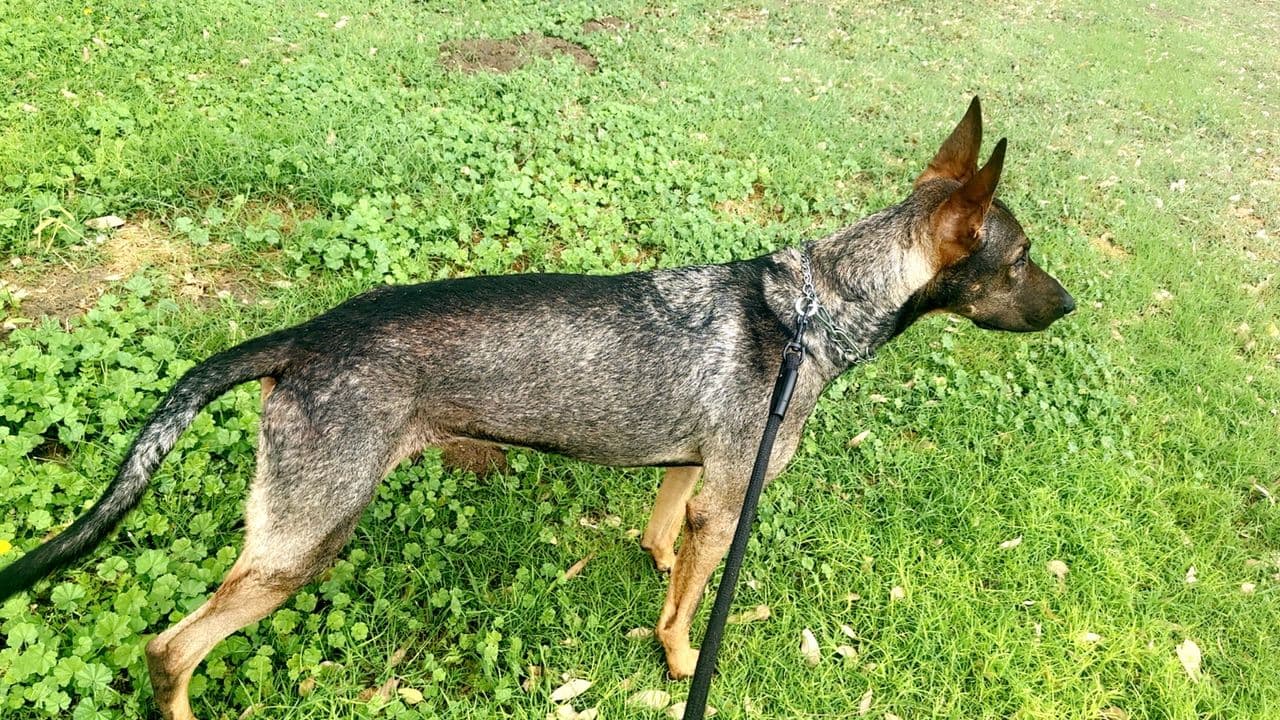 Pet travel photo 4