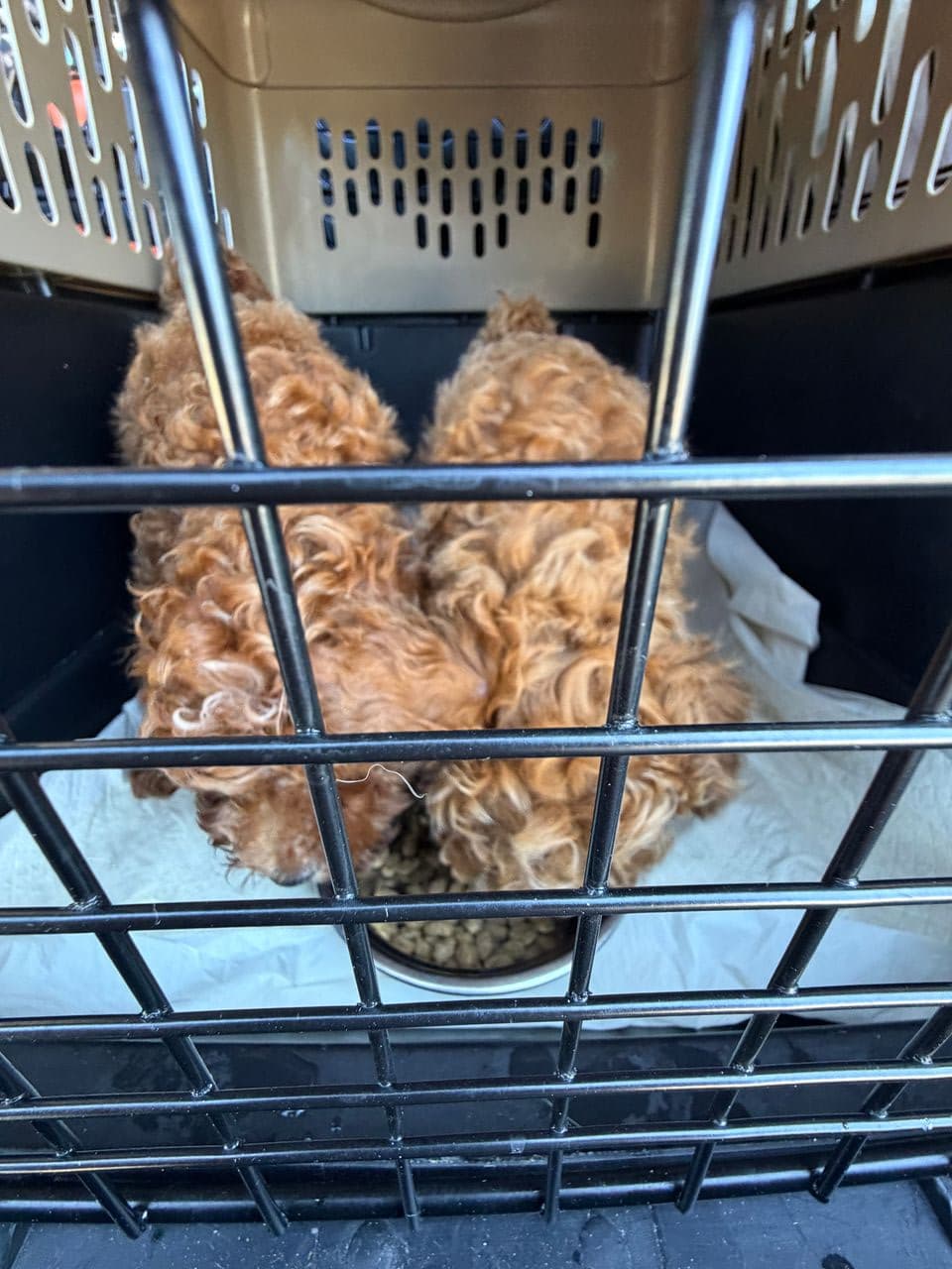 Pet travel photo 5