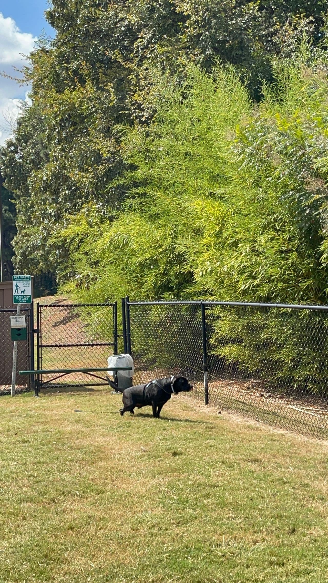 Pet travel photo 5