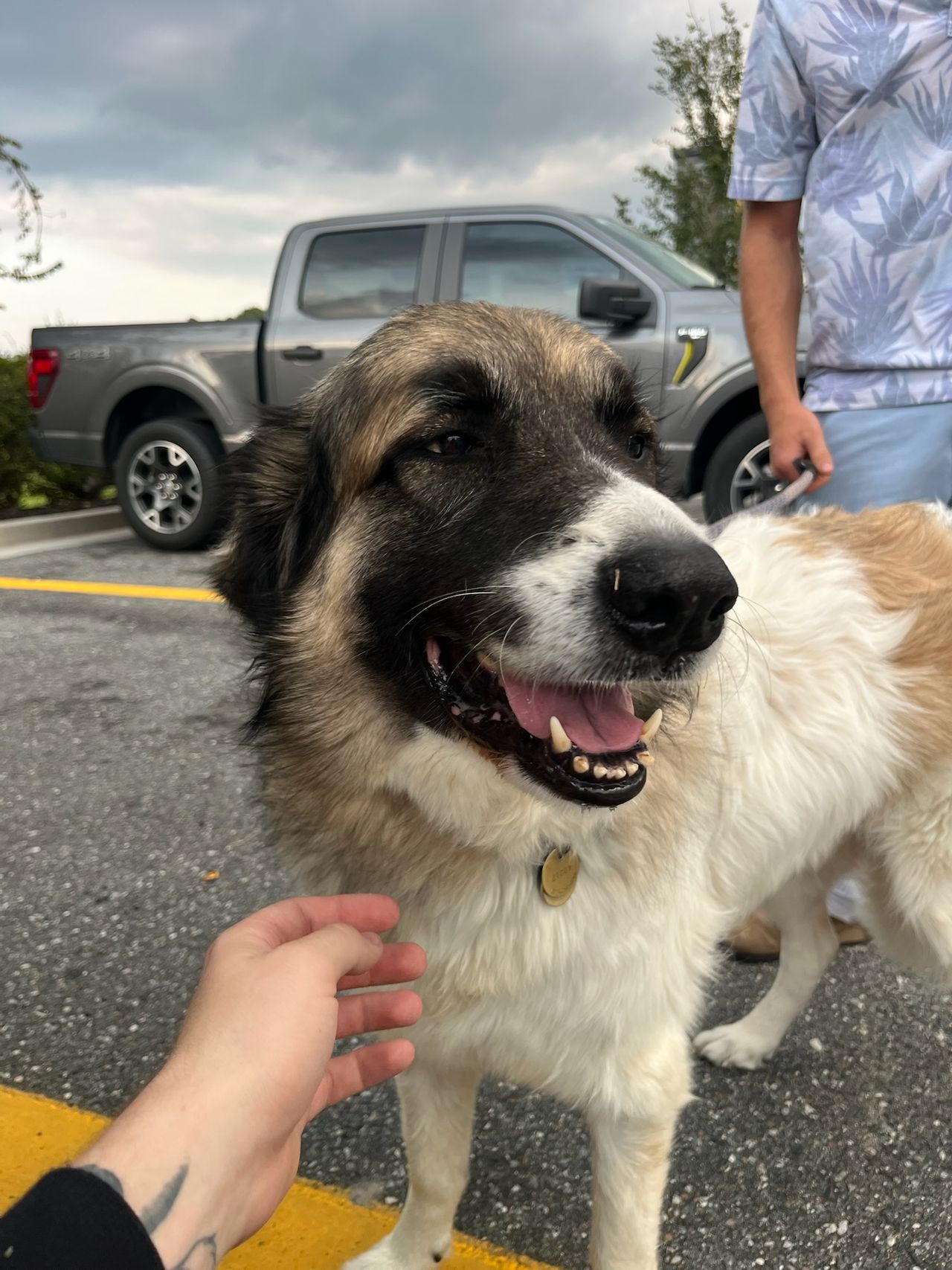 Pet travel photo 1