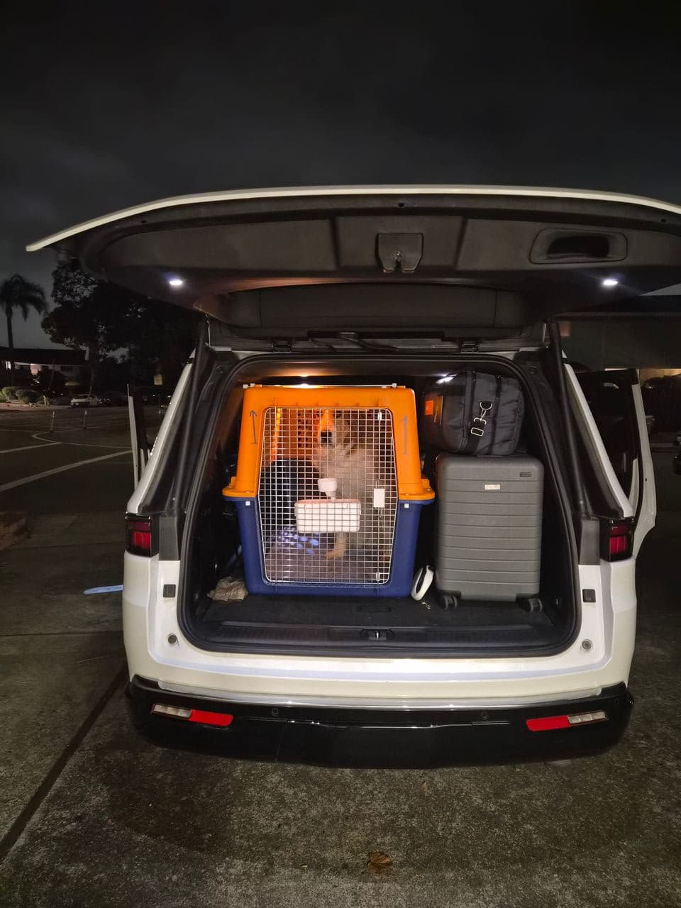 Pet travel photo 4
