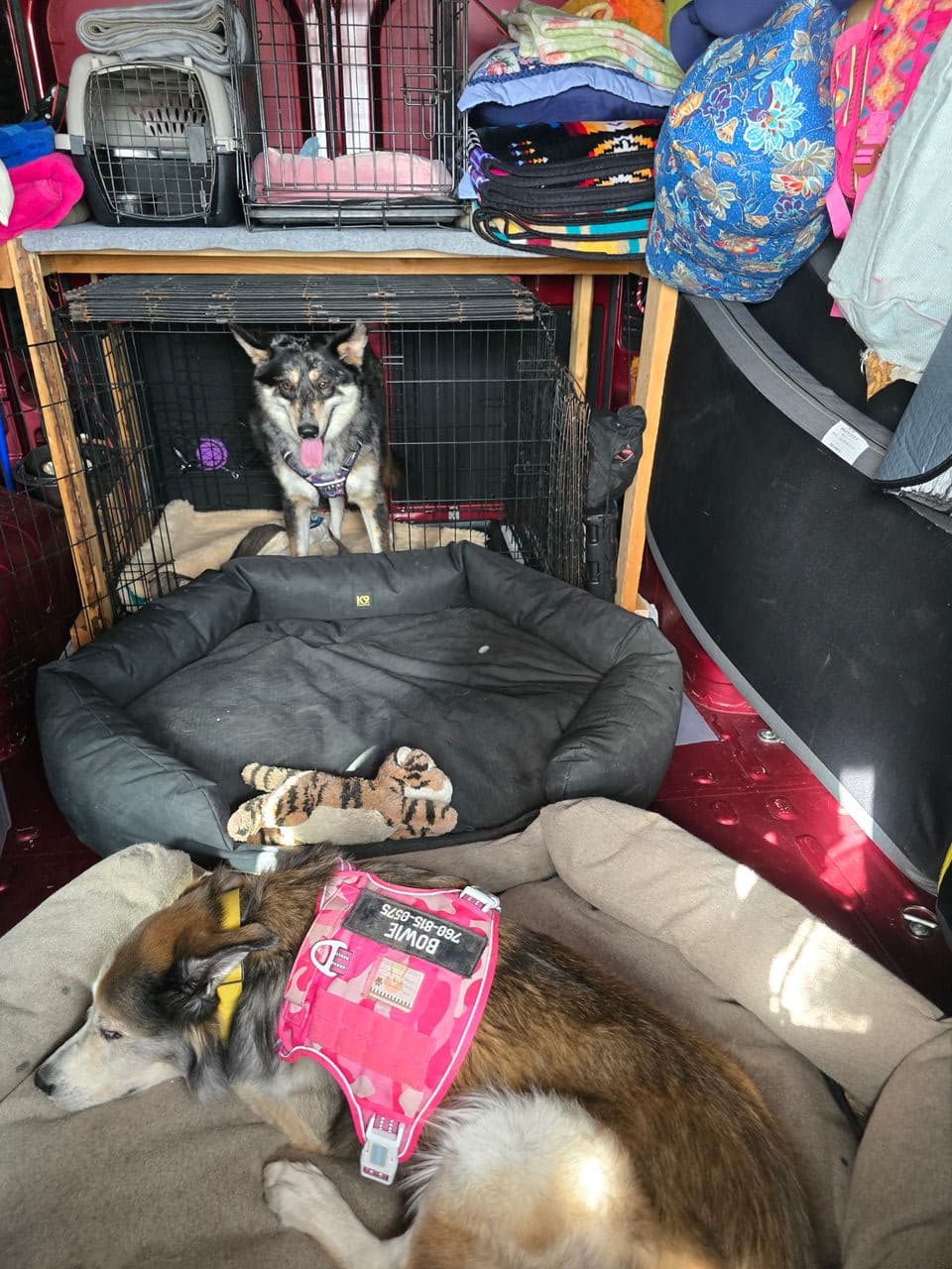 Pet travel photo 6