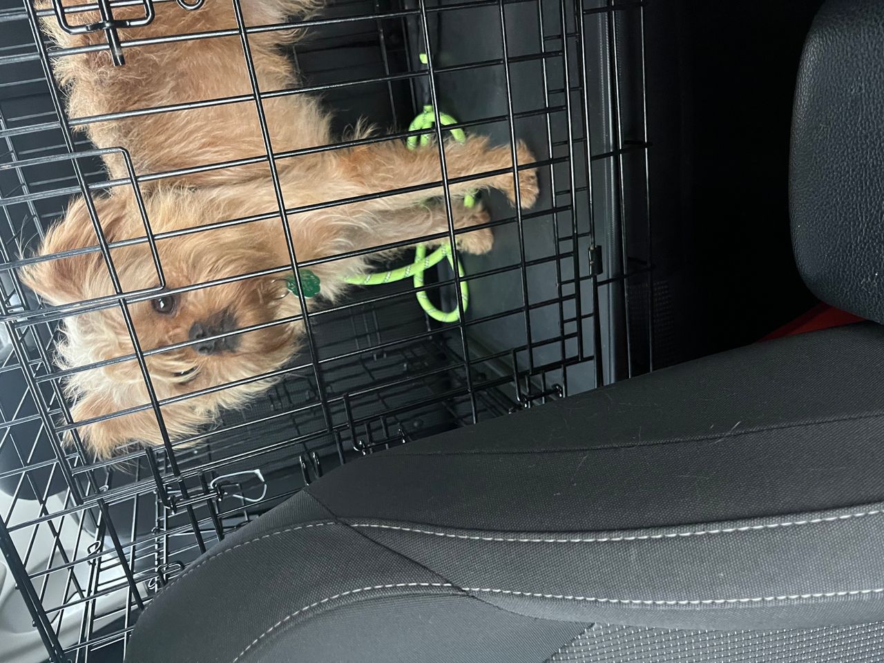 Pet travel photo 4