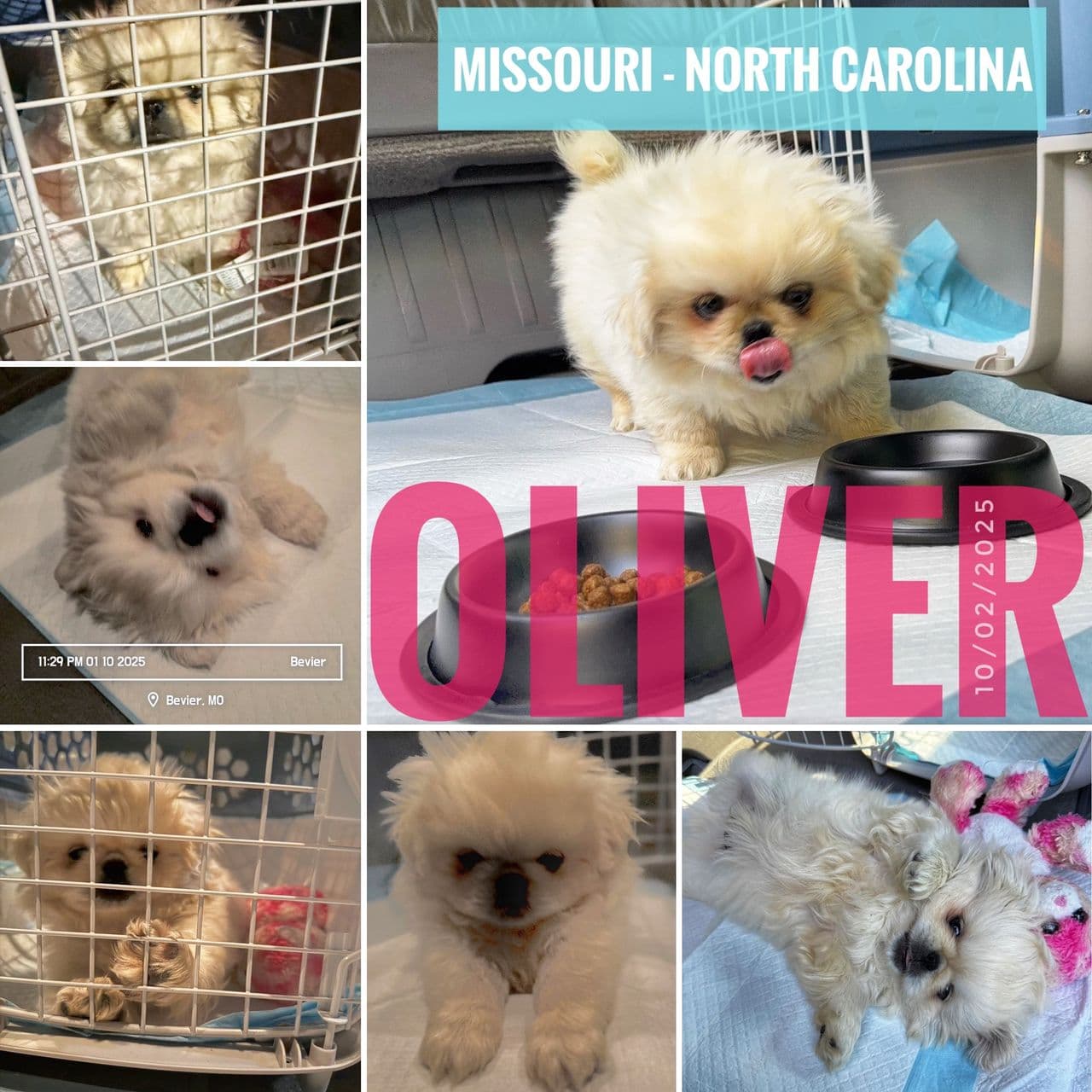 Pet travel photo 1
