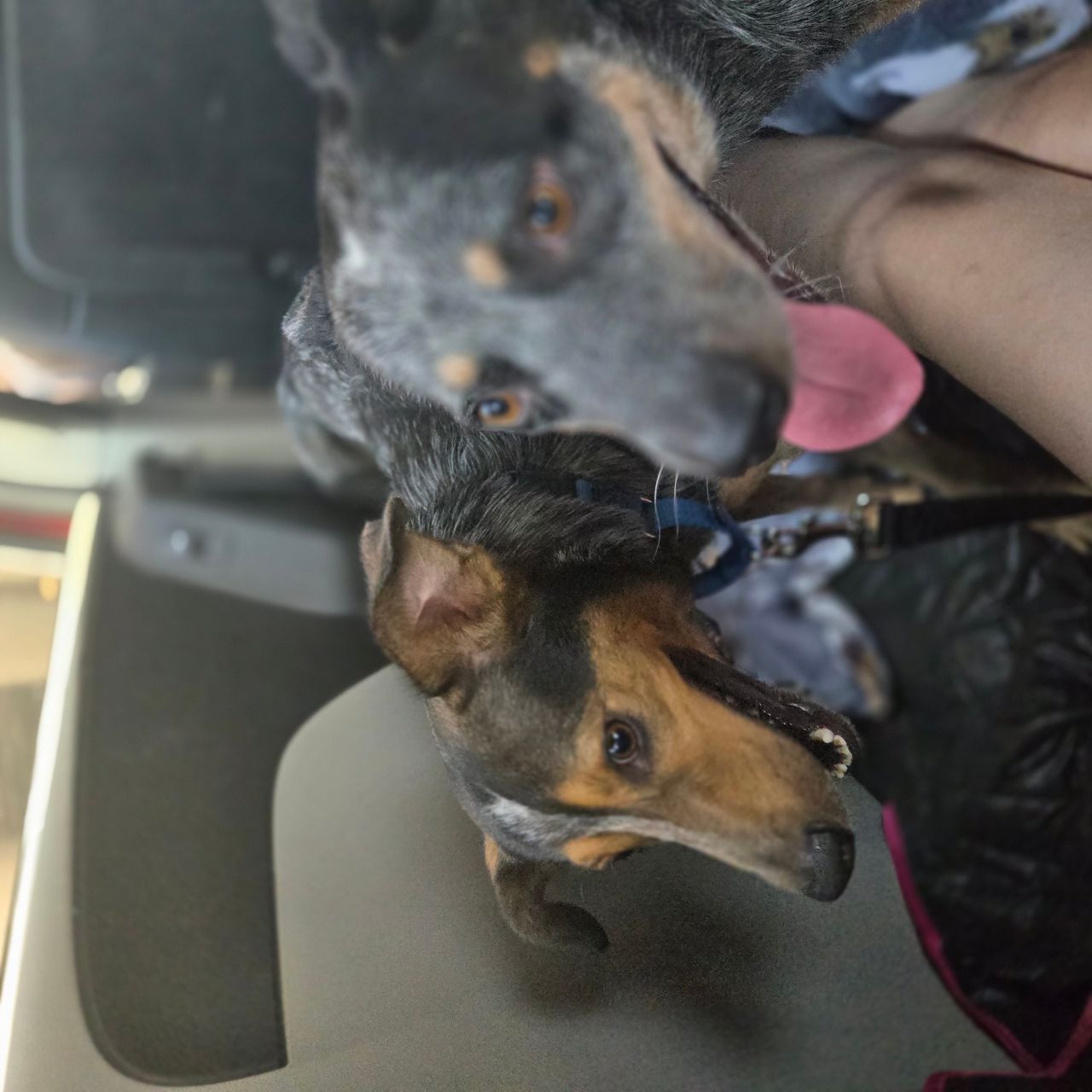 Pet travel photo 2