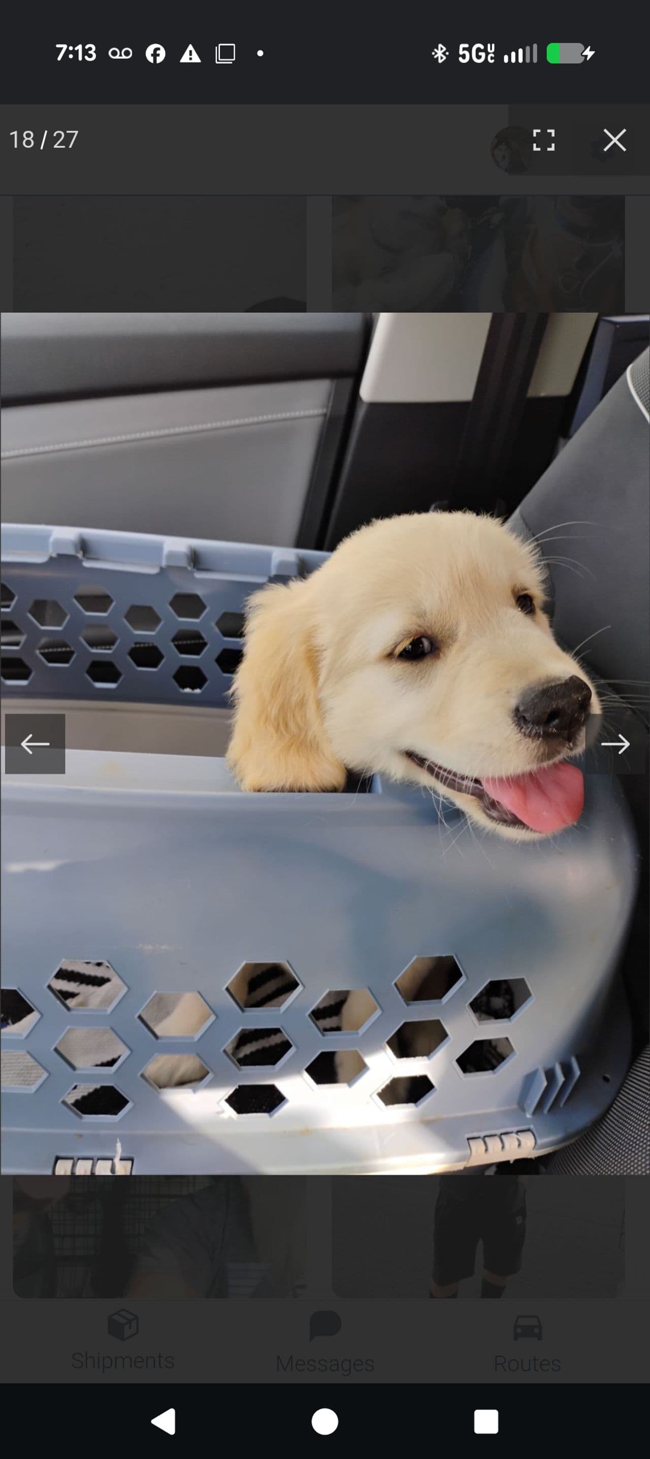 Pet travel photo 1