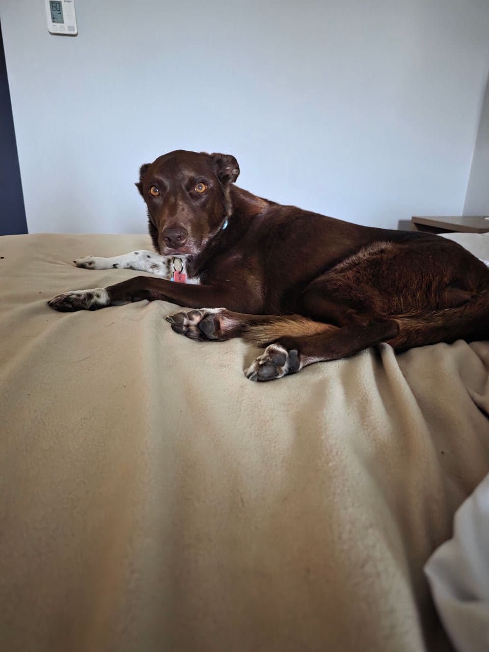 Pet travel photo 5