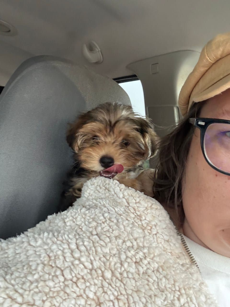 Pet travel photo 5