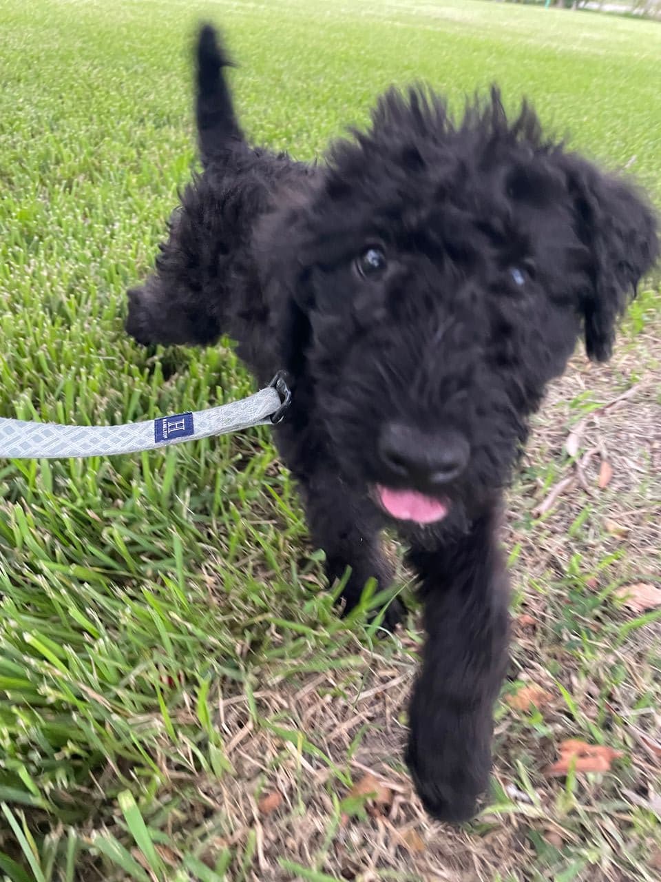 Pet travel photo 3