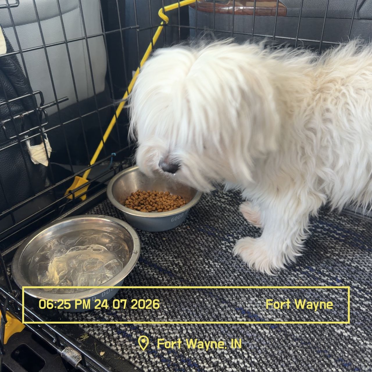 Pet travel photo 5