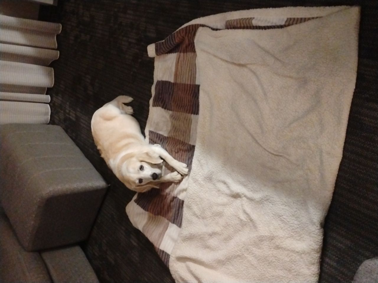 Pet travel photo 4