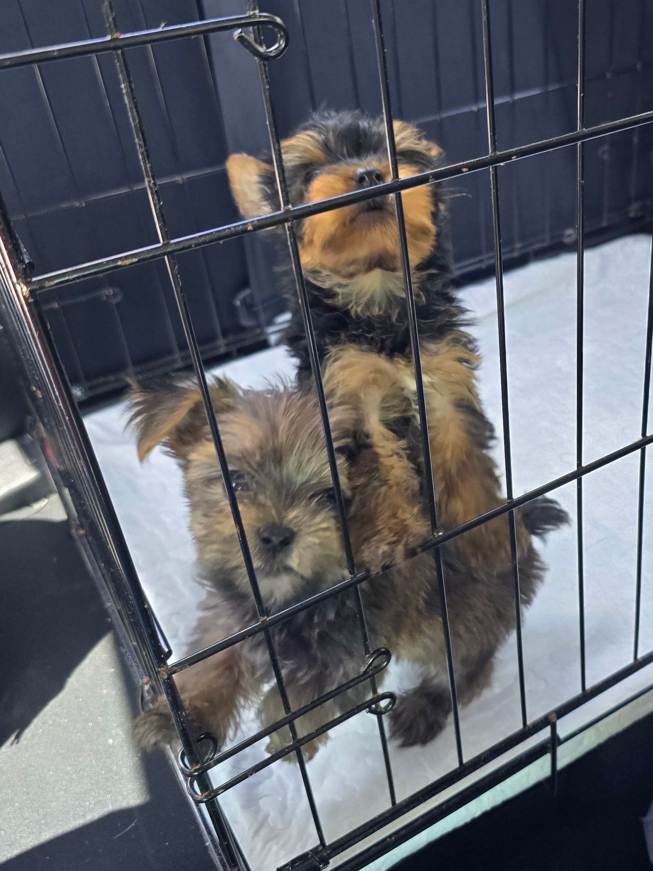 Pet travel photo 2