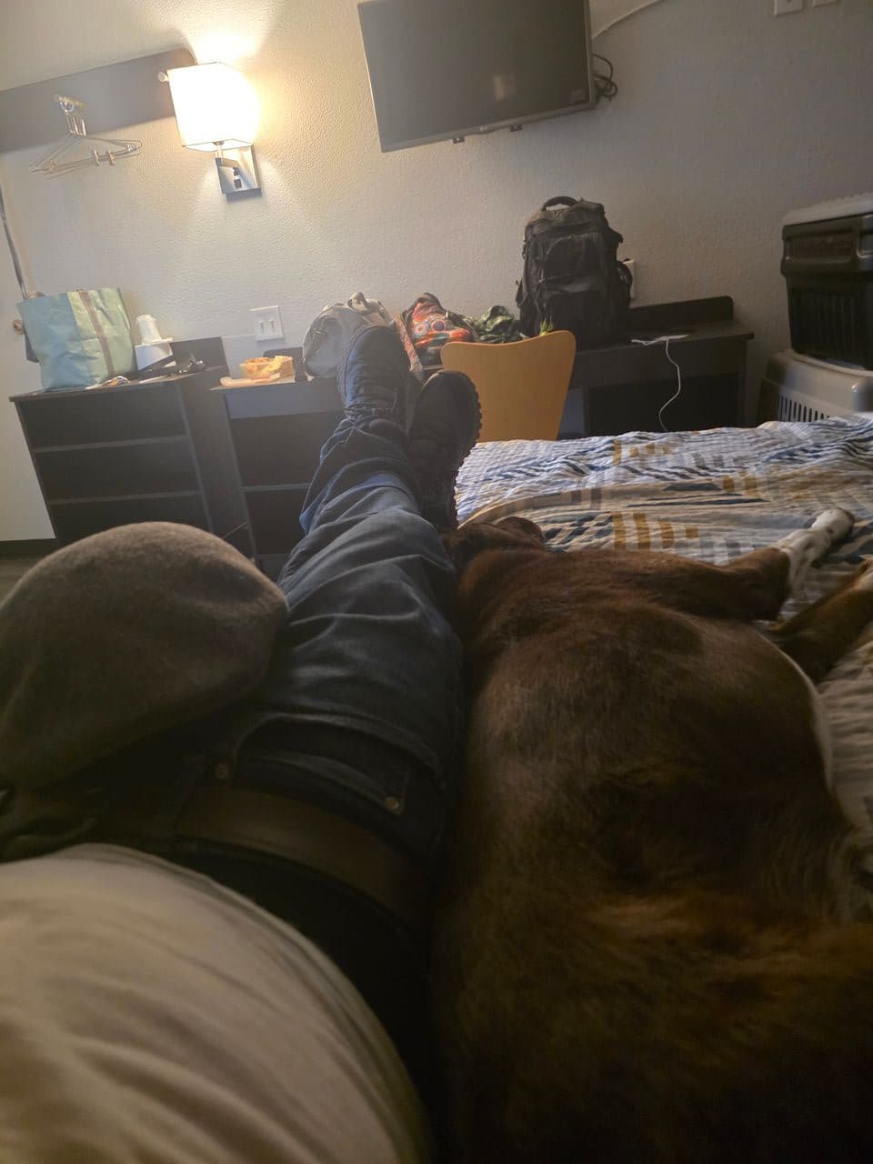 Pet travel photo 6