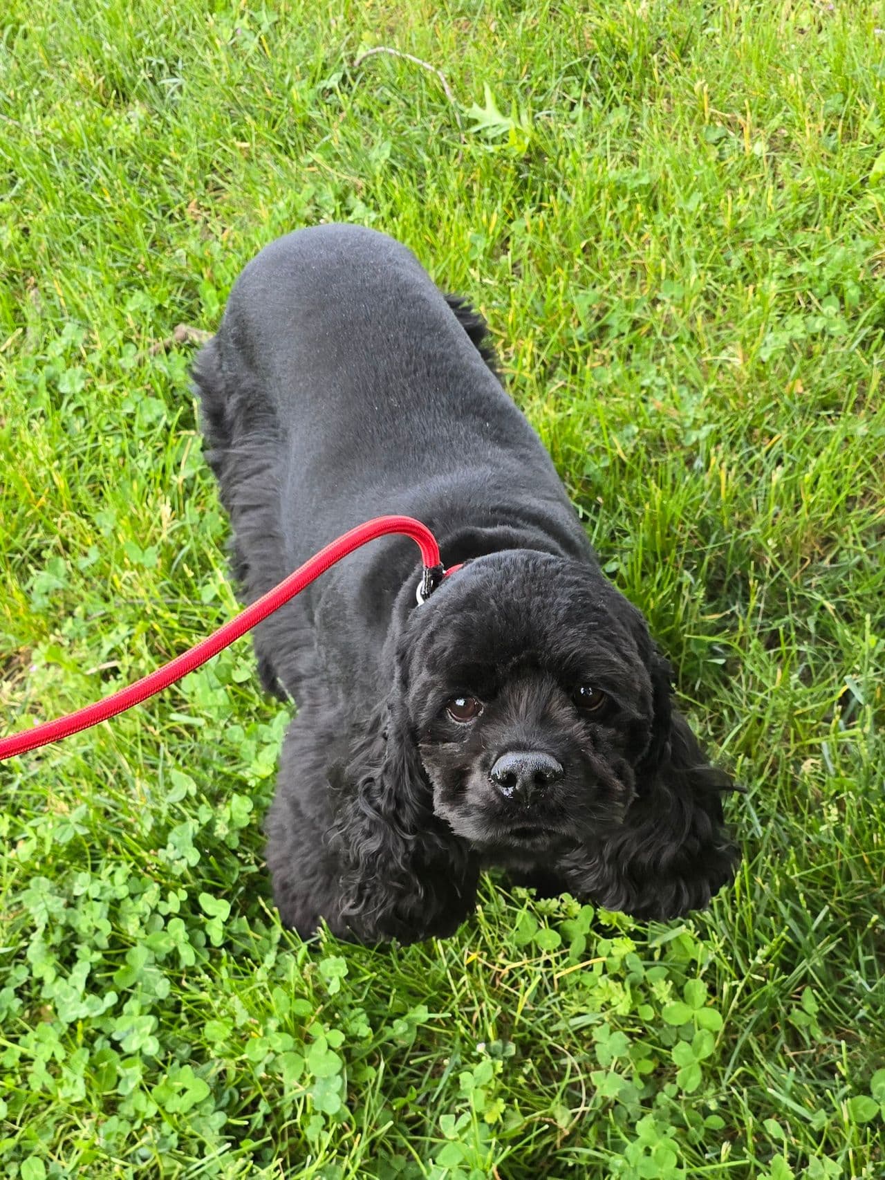 Pet travel photo 5