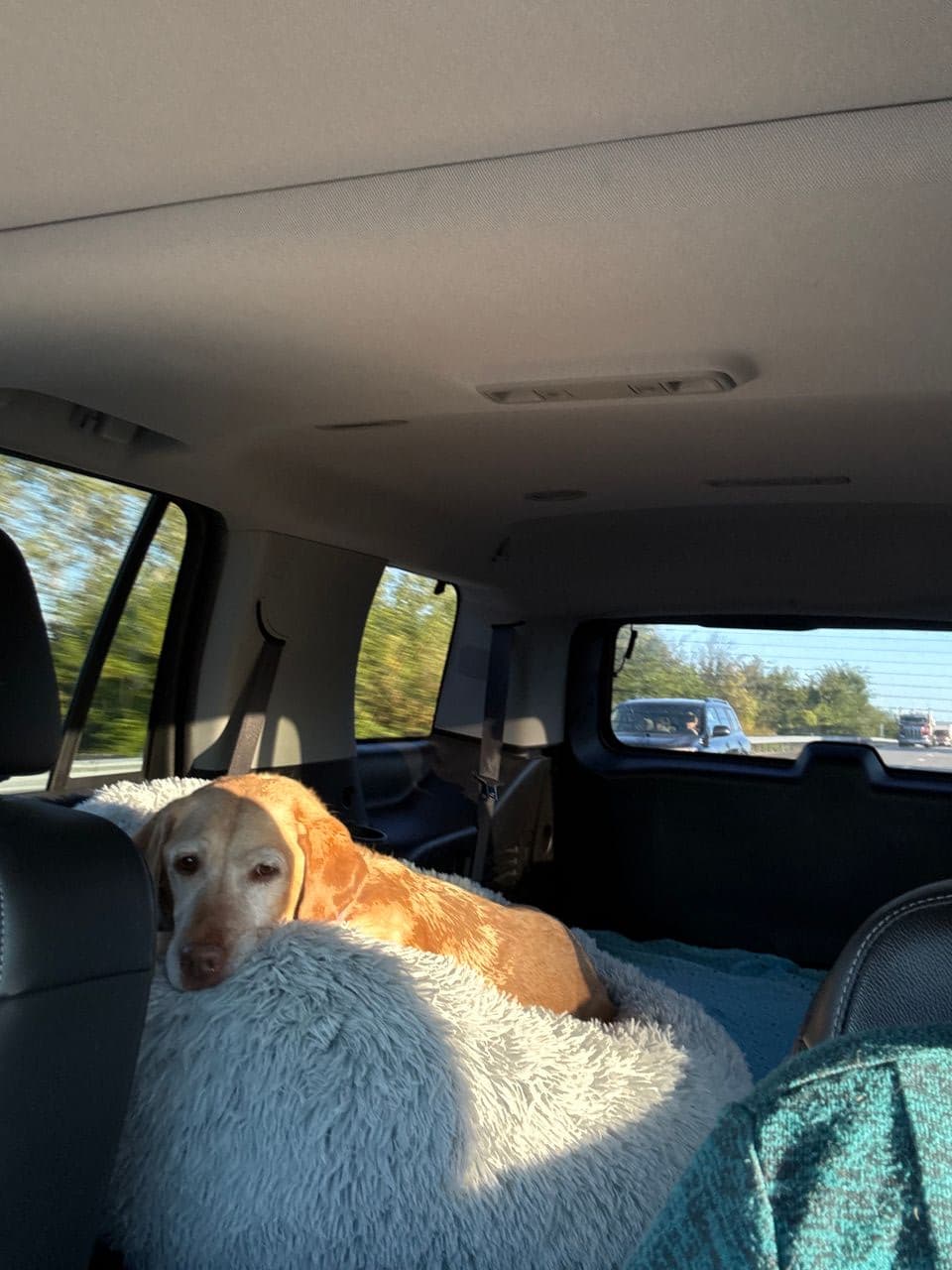 Pet travel photo 5