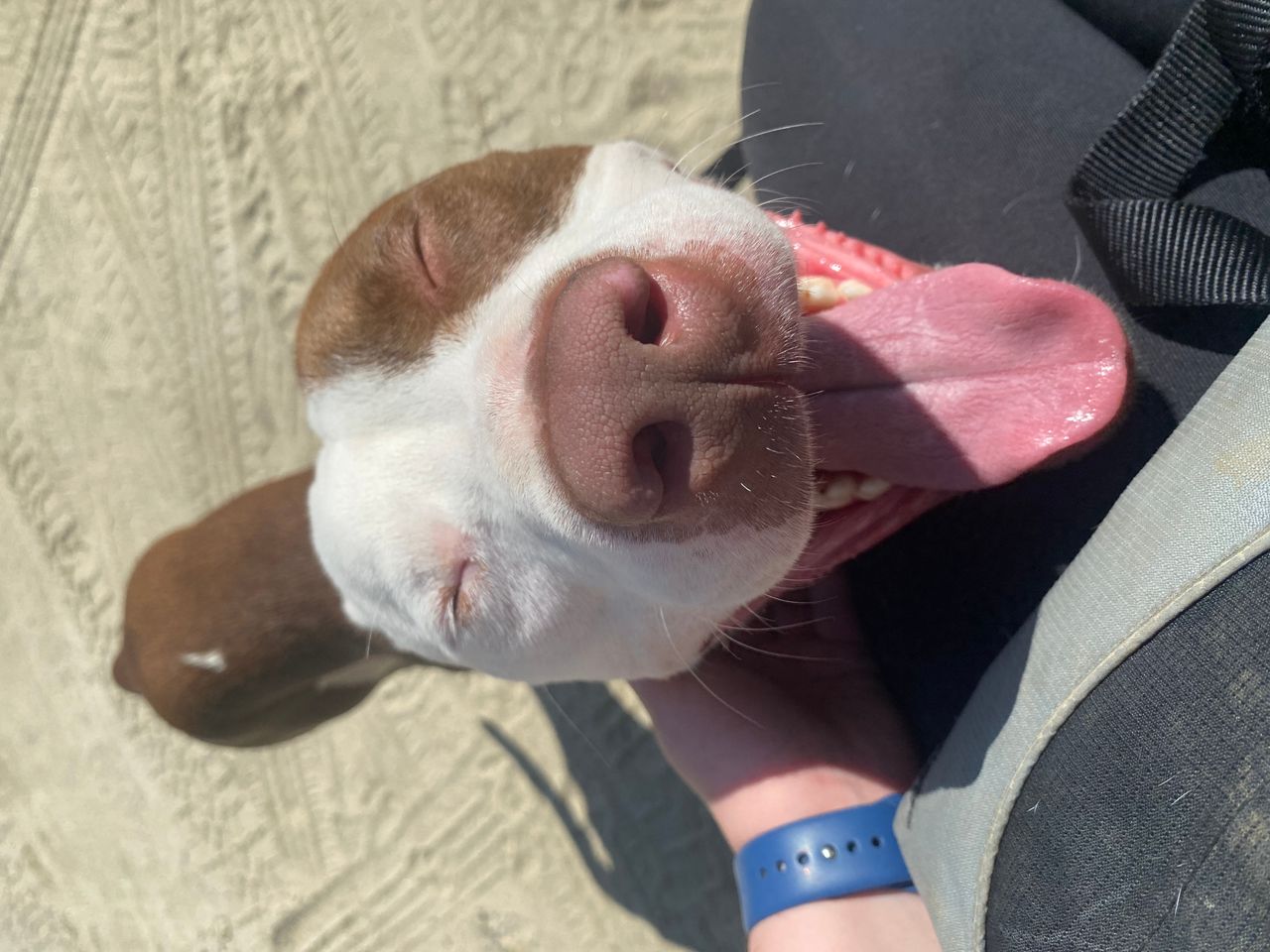 Pet travel photo 4