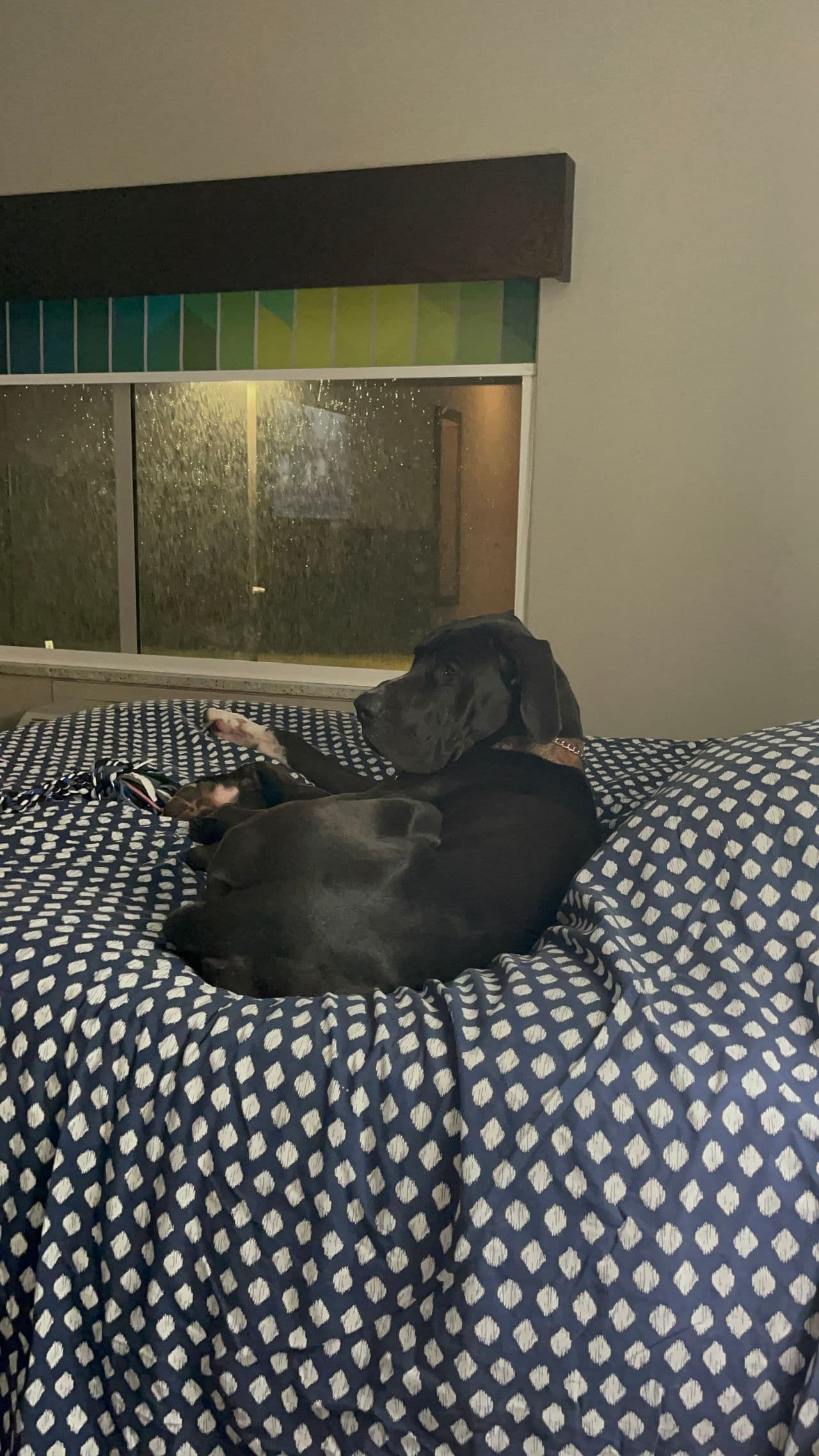 Pet travel photo 1