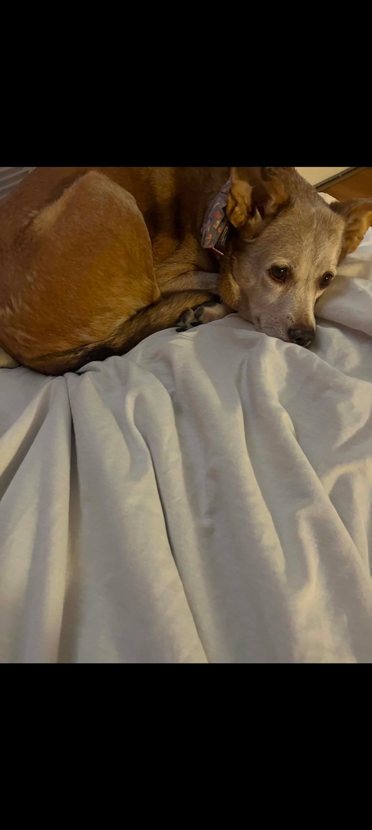 Pet travel photo 1