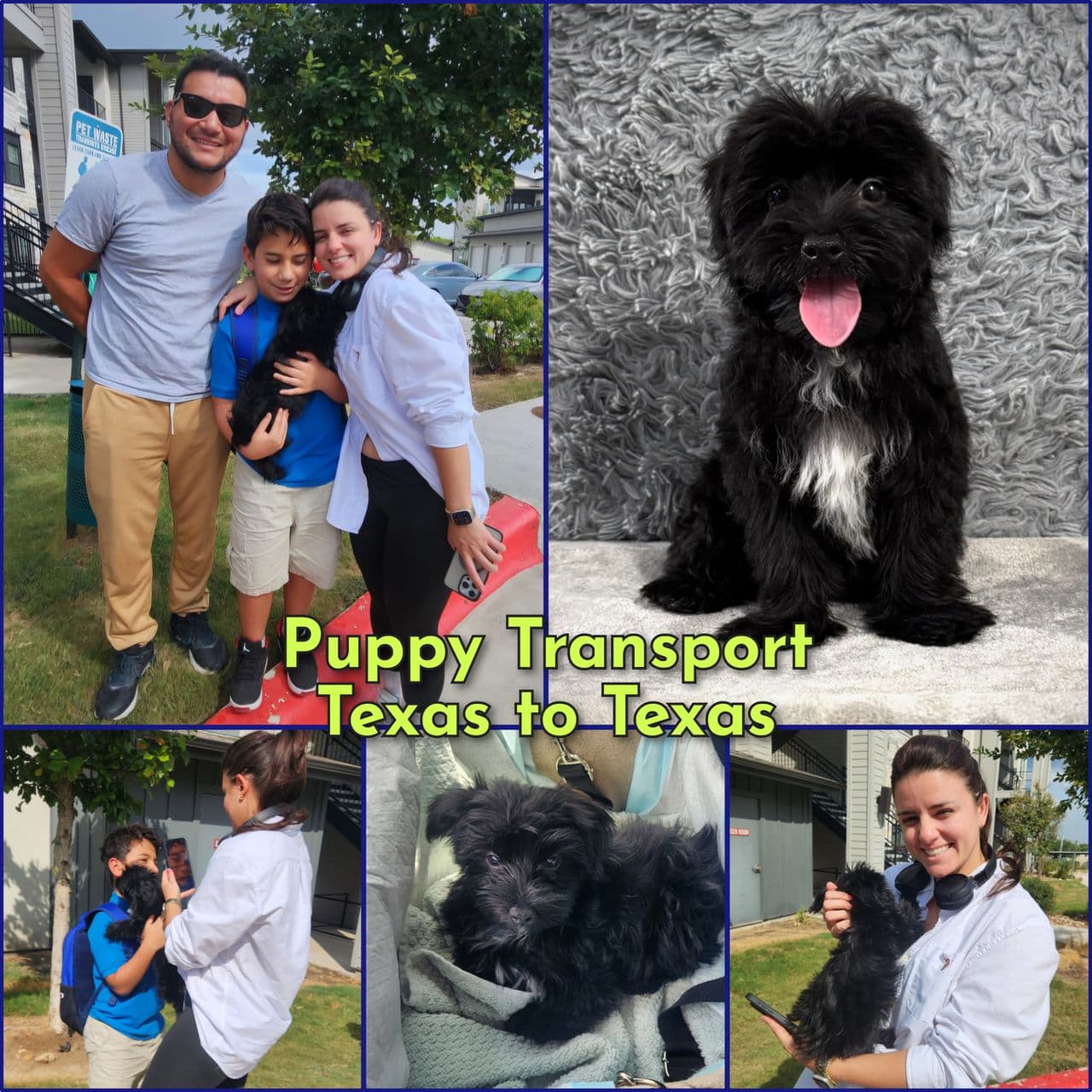 Pet travel photo 4